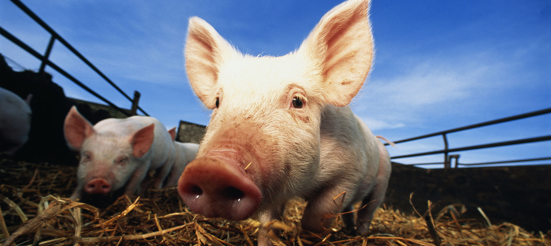 養殖產業 Livestock & Poultry