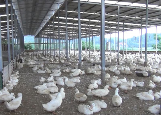 永不滿足的養(yǎng)鴨大王