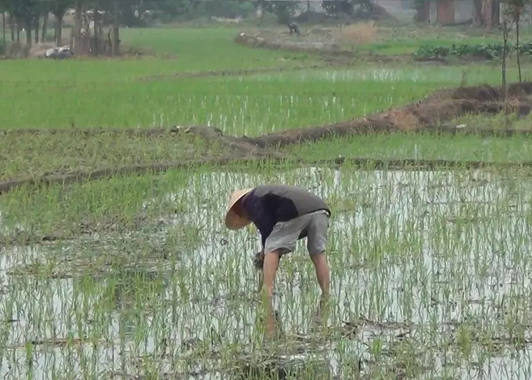 旱養(yǎng)模式托起致富夢(mèng)