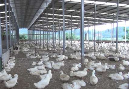 永不滿足的養鴨大王