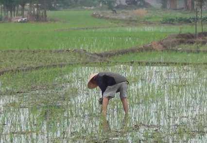 旱養模式托起致富夢
