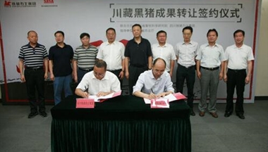 【四川農村日報】1000萬元買斷“川藏黑豬”開發經營權