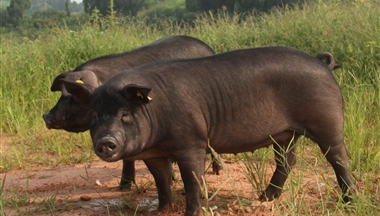 【農(nóng)民日報】川藏黑豬”成果轉(zhuǎn)讓簽約儀式在蓉舉行