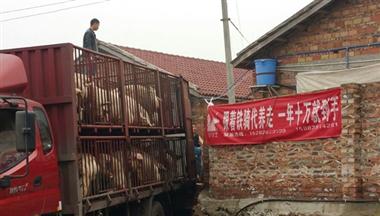 【人民日報】廣元昭化探索托管養(yǎng)豬:風險兩家擔 農民穩(wěn)