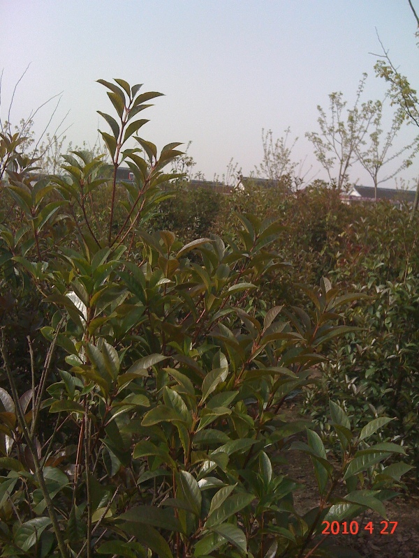 南通錦繡河山苗木最新動態