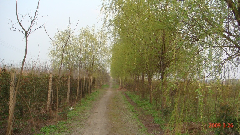 2009年3月份南通錦繡河山苗木基地最新動態
